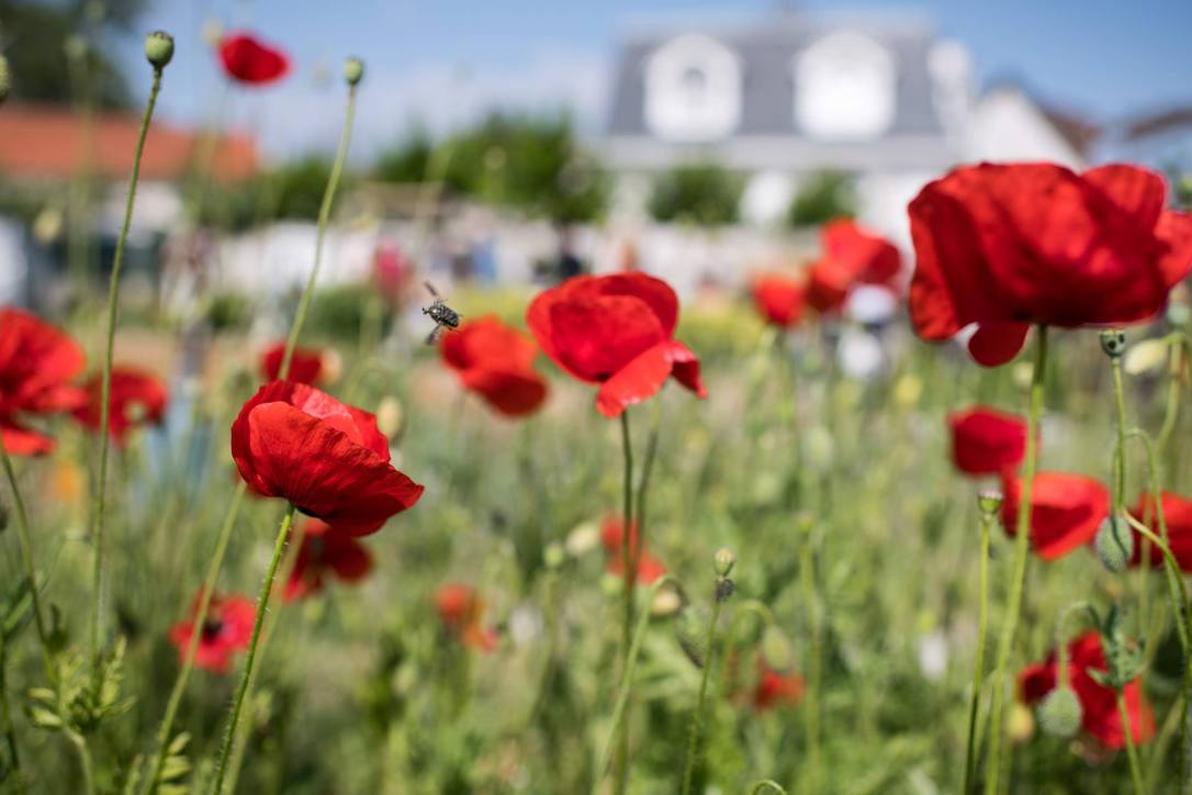 2018-05-20_jardin_274 copie