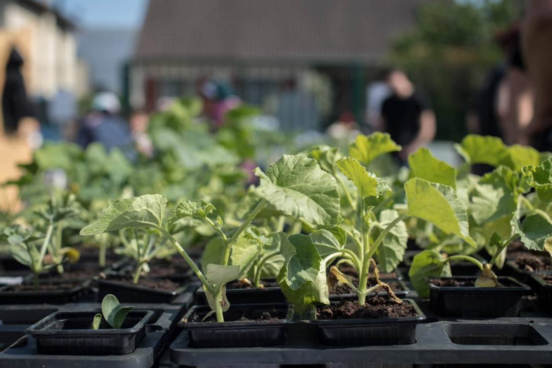 2018-05-20_jardin_366 copie